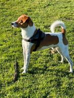 Dekreu Boerenfox ter dekking aangeboden, Reu, Parvo, Eén hond, 3 tot 5 jaar