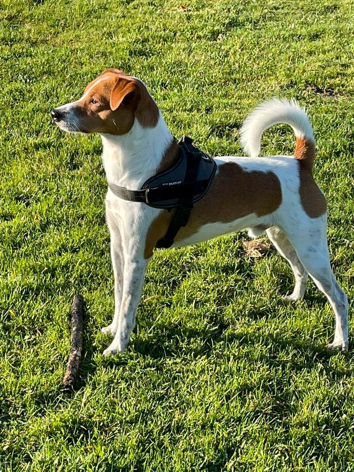 Dekreu Boerenfox ter dekking aangeboden, Dieren en Toebehoren, Honden | Dekreuen, Reu, Particulier, Eén hond, Nederland, 3 tot 5 jaar