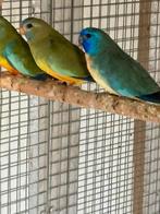 Koppel blauwe Splendid parkieten, Meerdere dieren, Parkiet