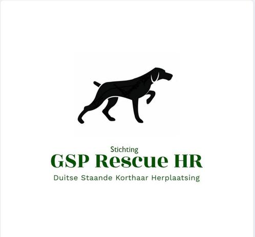 Duitse Staande Herplaatsing, Dieren en Toebehoren, Honden | Setters en Staande honden, Teef, Duitse Staande hond, Handelaar, Meerdere