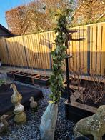 Bramen struiken doornloos, Ophalen, Minder dan 100 cm, Overige soorten, Zomer