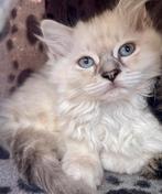 Prachtige ragdoll kittens, Dieren en Toebehoren, Katten en Kittens | Raskatten | Langhaar, Meerdere dieren, Ontwormd, 0 tot 2 jaar