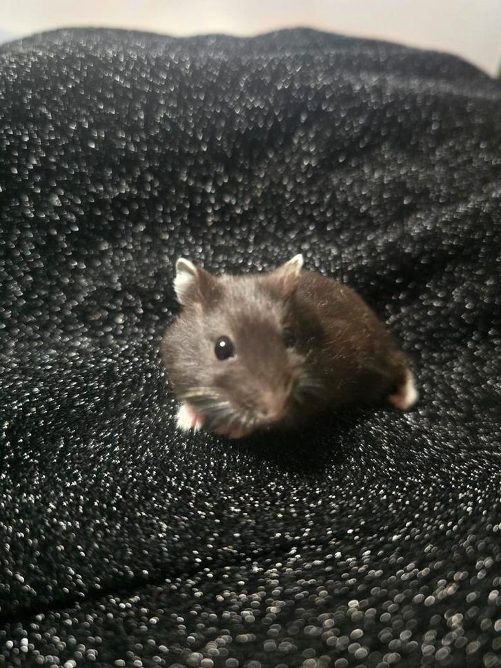 Dwerghamster super tam. Sinterklaas tip, Dieren en Toebehoren, Knaagdieren, Meerdere dieren, Hamster, Oktober, Tam