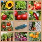 Groente, kruiden en bloemen zaden! Diverse soorten!, Tuin en Terras, Verzenden, Zaad
