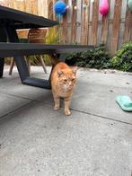 Buitenplek gezocht rode kater, Dieren en Toebehoren, Katten en Kittens | Overige Katten, Kater