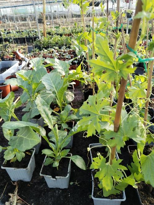 Surinaamse groente planten vanaf 1,50 per plant, Tuin en Terras, Planten | Tuinplanten, Eenjarig, Groenteplanten, Volle zon, Zomer