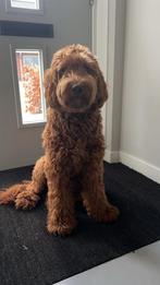 Dekreu Australian labradoodle met stamboom, Rabiës (hondsdolheid), Reu, 1 tot 2 jaar, Eén hond