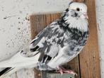 Duiven (Perzische hoogvliegers), Dieren en Toebehoren, Vogels | Duiven, Meerdere dieren, Overige soorten