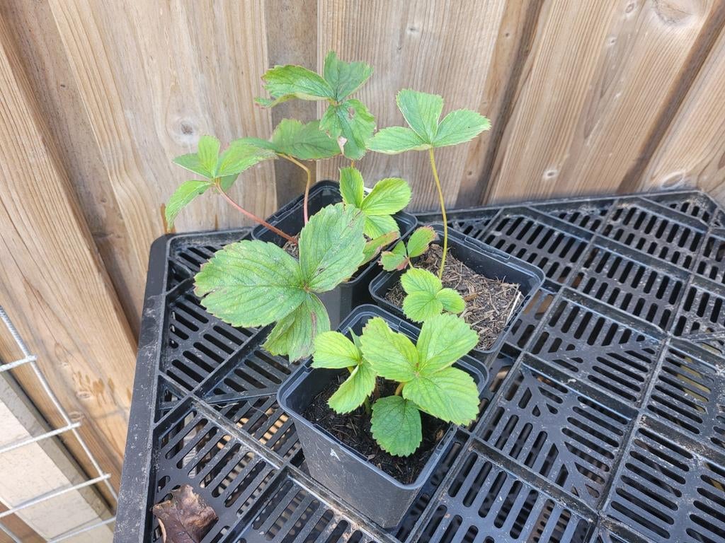 Ananas aardbei biologisch, Tuin en Terras, Planten | Tuinplanten, Ophalen, Eenjarig, Groenteplanten, Volle zon