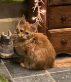Maine coon kittens XXL met stamboom polydactyl en non polyda, Dieren en Toebehoren, Katten en Kittens | Raskatten | Langhaar, Kater