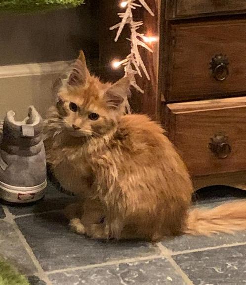 Maine coon kittens XXL met stamboom polydactyl en non polyda, Dieren en Toebehoren, Katten en Kittens | Raskatten | Langhaar, Kater