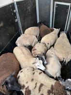 11 weidelammeren!, Dieren en Toebehoren, Schapen, Geiten en Varkens, Meerdere dieren, Schaap