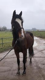 Super brave allrounder, Dieren en Toebehoren, Minder dan 160 cm, Met stamboom, Ruin, Zadelmak