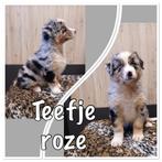 Raszuivere australian shepherd puppys, Dieren en Toebehoren, Honden | Herdershonden en Veedrijvers, Overige rassen, 8 tot 15 weken