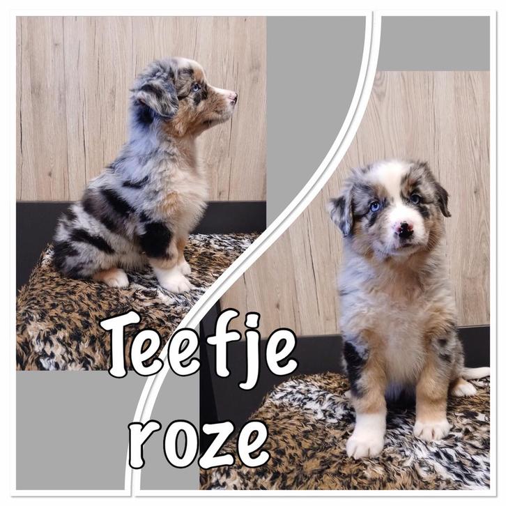 Raszuivere australian shepherd puppys, Dieren en Toebehoren, Honden | Herdershonden en Veedrijvers, Meerdere dieren, Overige rassen
