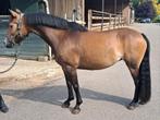 Te koop mooie 7 jarige c pony merrie, Dieren en Toebehoren, Paarden, Merrie, Minder dan 160 cm, Dressuurpaard, Zadelmak