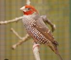 Roodkopamandine, Vrouwelijk, Tropenvogel