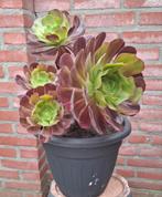Aeonium arboreum, Ophalen, Overige soorten, Volle zon