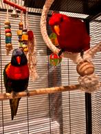 Loris zijn twee mannen, acht jaar oud, Dieren en Toebehoren, Vogels | Parkieten en Papegaaien, Mannelijk, Parkiet, Tam