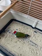 Gouldamedines, Meerdere dieren, Parkiet