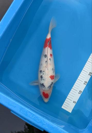 Tancho Sanke 40 cm beschikbaar voor biedingen