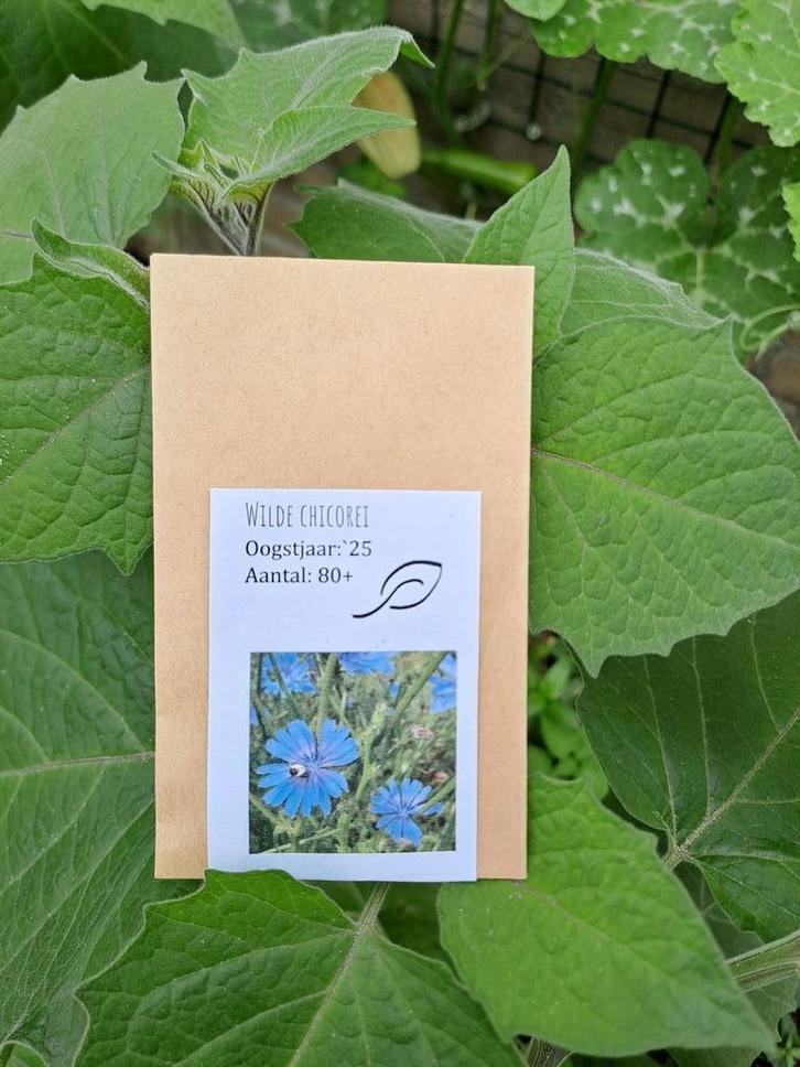 Zaden wilde cichorei (biologisch, eetbaar, inheems), Tuin en Terras, Bloembollen en Zaden, Zaad, Volle zon, Ophalen of Verzenden