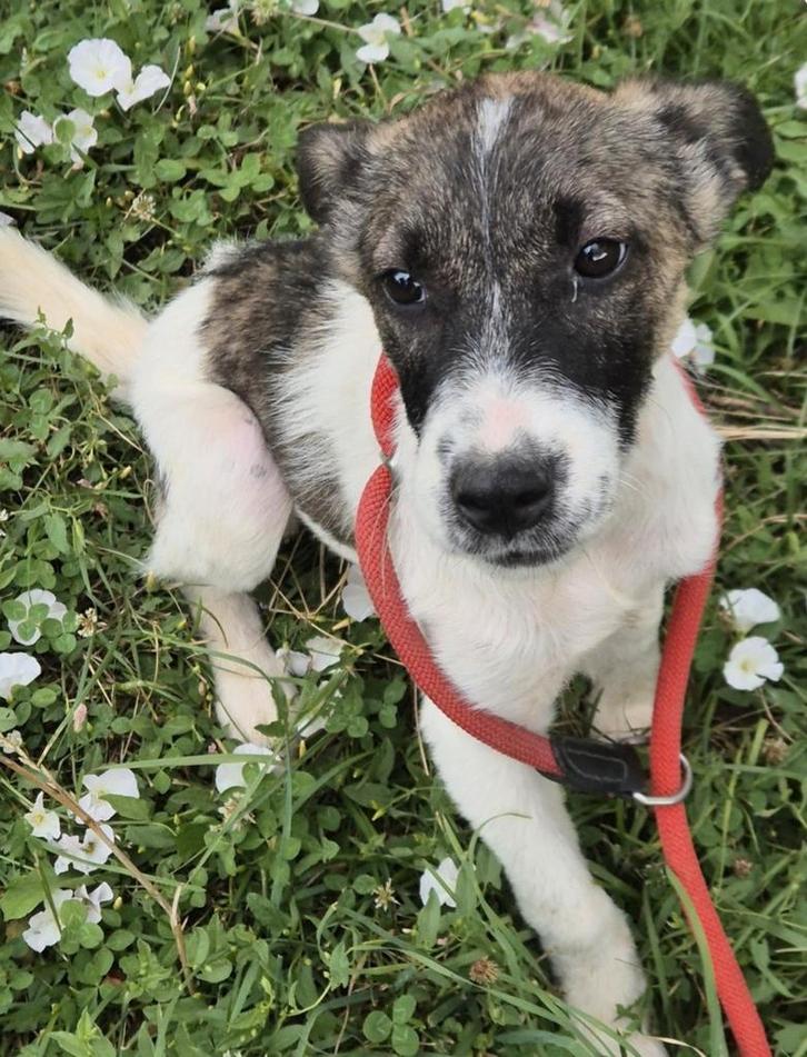 Hera zoekt baasje, Dieren en Toebehoren, Honden | Niet-rashonden, Middel, Teef, Particulier, Eén hond, Buitenland, 15 weken tot 1 jaar