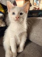 x noorse boskat kittens, Dieren en Toebehoren, Katten en Kittens | Overige Katten, Meerdere dieren