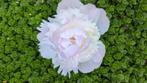 Pioenrozen Chiffon Parfait, Tuin en Terras, Overige soorten, Volle zon, Vaste plant, Ophalen of Verzenden