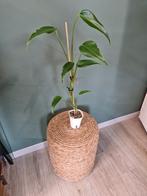 Monstera Burle Marx Flame, Ophalen of Verzenden, Minder dan 100 cm