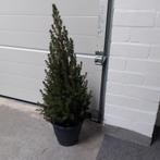 Mini kerstboom / Picea Conica - potmaat 23 cm, Tuin en Terras, Planten | Tuinplanten, Ophalen