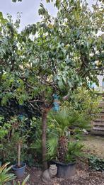 Pruimenboom, Ophalen, 100 tot 250 cm, Pruimenboom, Lente