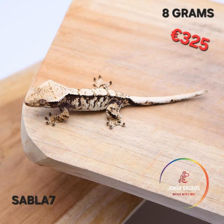 Wimpergekko Correlophus ciliatus JOKERGECKOS