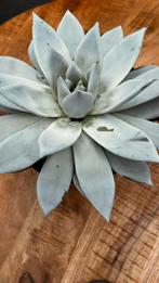 Echeveria Mecican Gigant, Ophalen, Halfschaduw, Minder dan 100 cm