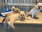 Mooie Heilige Birmaan x Ragdoll kittens, Meerdere dieren, Gechipt, 0 tot 2 jaar