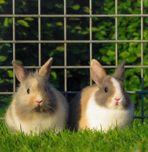 Schattige dwerg konijntjes mogen het nestje verlaten, Dieren en Toebehoren, Konijnen, Dwerg, Meerdere dieren, 0 tot 2 jaar