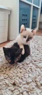 Kruising Blauwe rus kittens uit de opvang, Meerdere dieren, Kortharig, 0 tot 2 jaar