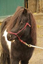 Sky - A pony ruin, Ophalen, Nieuw, Recreatie
