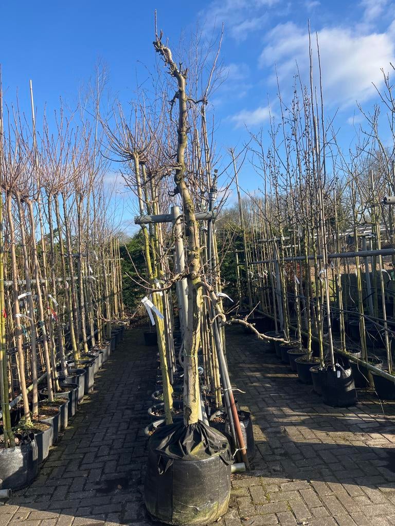 Malus Elstar Boom - Heerlijke Appels!, Overige soorten, Lente, 100 tot 250 cm, Ophalen