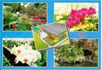 Ansichtkaart	Luttelgeest	Orchideeënkwekerij Familie Maarsen, Verzenden, 1980 tot heden, Ongelopen, Flevoland