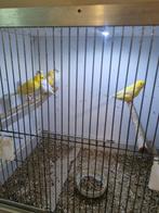 Kanaries mannen 2025., Dieren en Toebehoren, Vogels | Kanaries, Mannelijk, Kleurkanarie