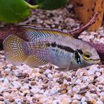 Laetacara araguaiae, Vis