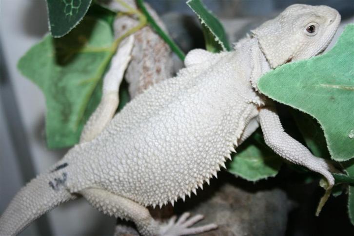 Hypo Zero Baardagaam Bearded Dragons Leatherback