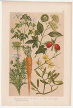 Prent peen dolle kervel klimop vogellijm gele kornoelje, Natuur, Gebruikt, Verzenden, Voor 1940