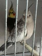 Halftam koppel valkparkieten, Dieren en Toebehoren, Vogels | Parkieten en Papegaaien, Meerdere dieren, Parkiet, Tam