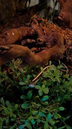 Te koop kousenbandslang inclusief terrarium, Ophalen, Zo goed als nieuw