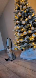 Lieve kat zoekt nieuw huis, Dieren en Toebehoren, Katten en Kittens | Overige Katten