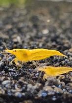 Citroengarnalen, Neocaridina Heteropoda Yellow., Dieren en Toebehoren, Kreeft, Krab of Garnaal, Zoetwatervis, Schoolvis