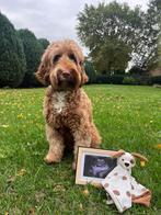 Australian Labradoodle pups verwacht Nov 2025, Dieren en Toebehoren, Overige rassen, 8 tot 15 weken, Meerdere, Meerdere dieren