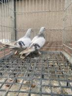Turkse Tuimelaar Takla duiven., Dieren en Toebehoren, Meerdere dieren, Tuimelaar of Roller